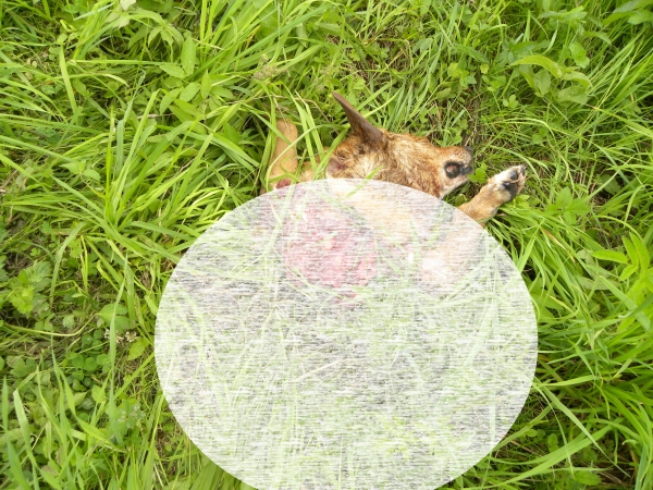 Wilki we wsi. Rozszarpały psa na polu, niedaleko zabudowań