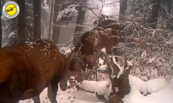 To nie jest zacięta walka, ale…ćwiczenia jeleni. Kolejne nagranie  filmowe z fotopułapki