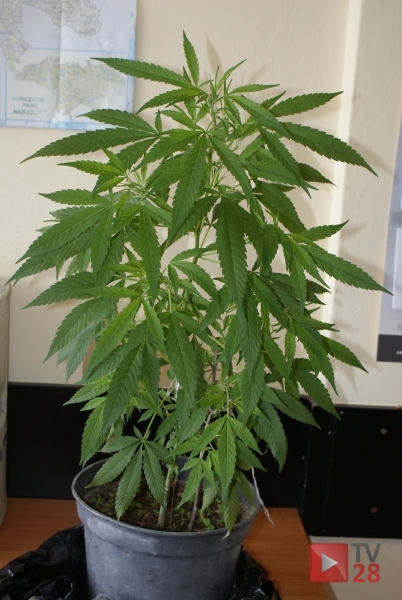 Policjanci na tropie konopii