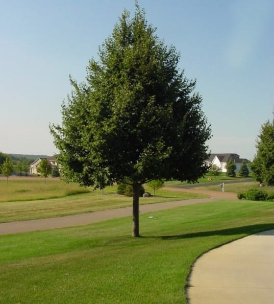 Dlaczego warto posadzić lipę w ogrodzie?