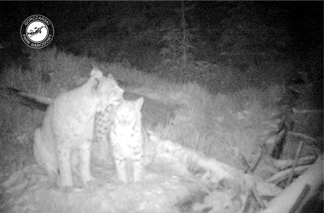 Te zdjęcia mogą zaskoczyć miłośników przyrody. Rodzina rysiów w Gorczańskim Parku Narodowym