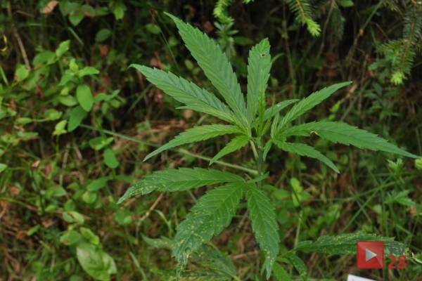 Leśnicy znaleźli konopie na Ciecieniu