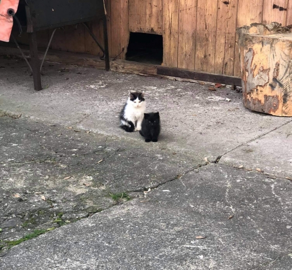 Kotki nadal czekają na domy