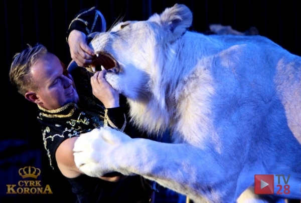 Darmowe bilety do cyrku dla mieszkańców Limanowej i Mszany