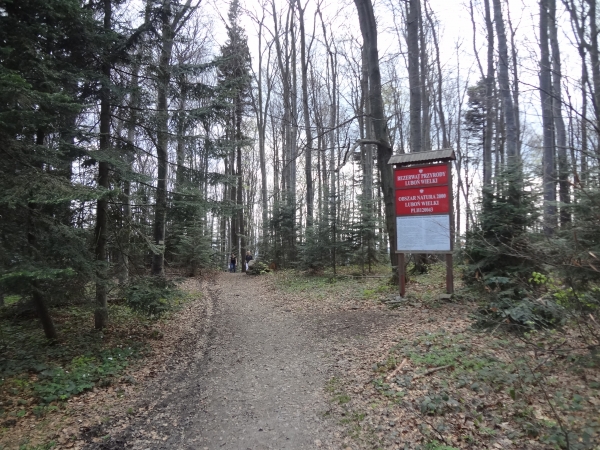Lasy znów dostępne. Między drzewami nie trzeba nosić maseczek