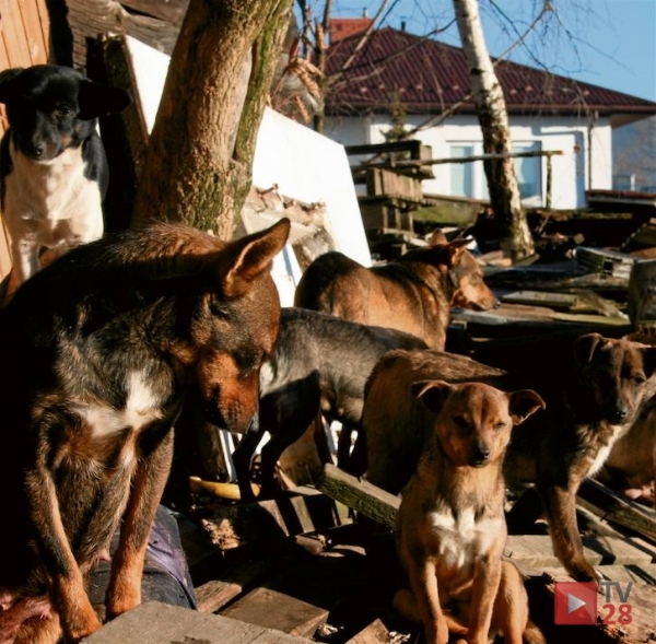 "GK". Zmarł opiekun psów z Limanowej