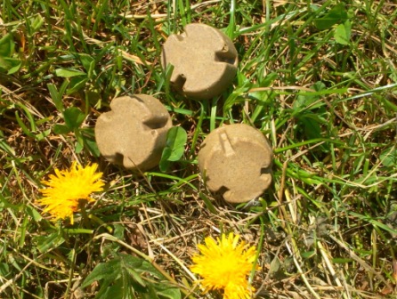 Z samolotów będą zrzucać szczepionki dla lisów