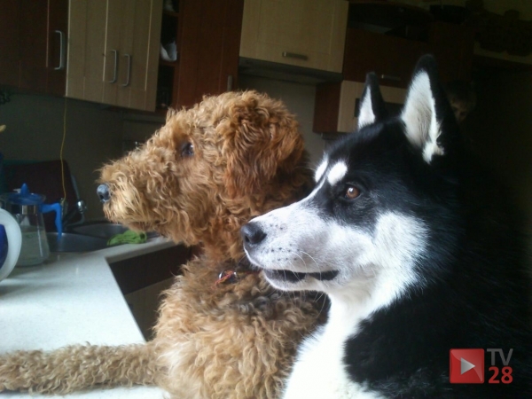 Zawody w Canicrossie ŁYSA GÓRA 2012