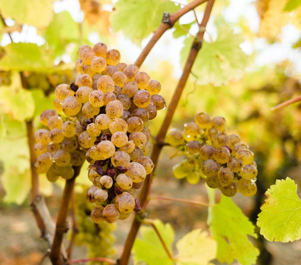 Czy cava to szampan? Podobieństwa i różnice między trunkami