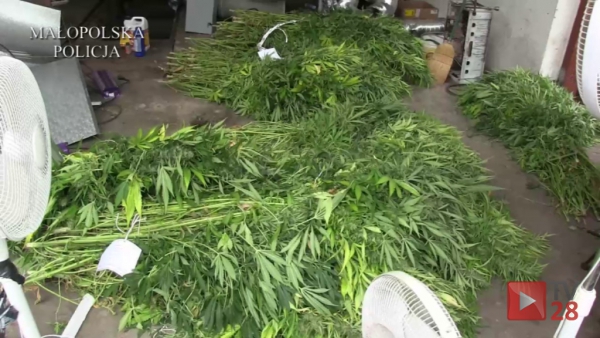 Powiat limanowski. Ukryli w domku letniskowym plantacje konopi indyjskich