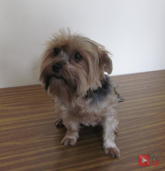 Policjanci z Brzeska poszukują…właścicieli psa