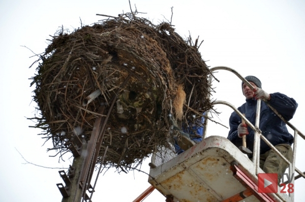 Mszana Dolna. Burmistrz Kowalczyk ratuje bociany
