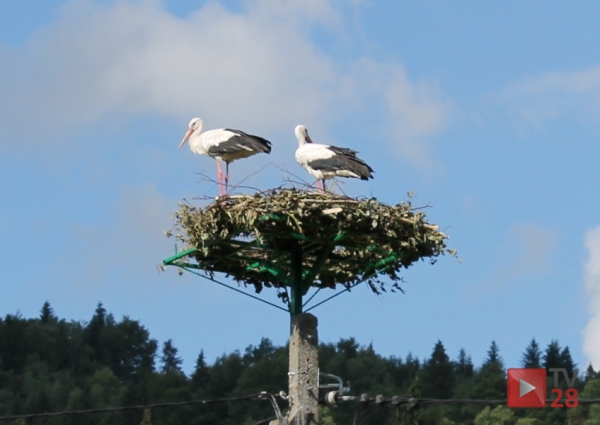 Mszana Dolna. Szukają miejsca pod bocianie gniazda
