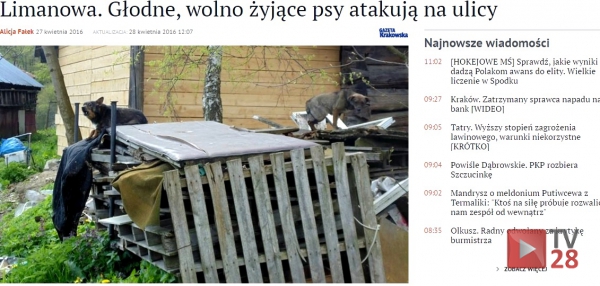 Limanowa. Głodne, wolno żyjące psy atakują na ulicy