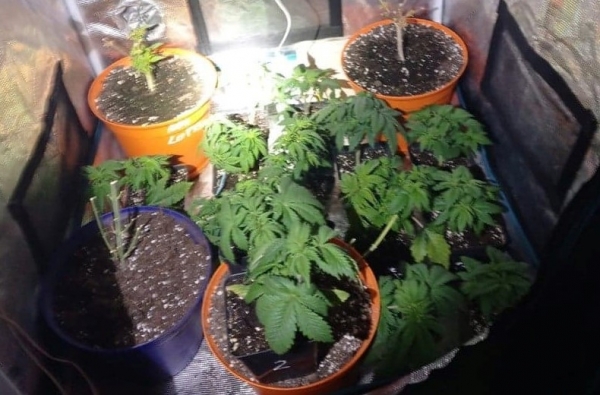 Handlowali narkotykami. Policjanci znaleźli konopie, susz marihuany i amfetaminę