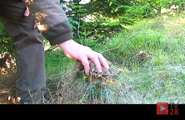 Złodzieje na Ćwilinie ukradli 80 choinek