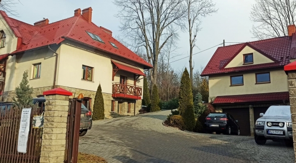 Choinki od leśników. Nadleśnictwo Limanowa oferuje sprzedaż bożonarodzeniowych drzewek