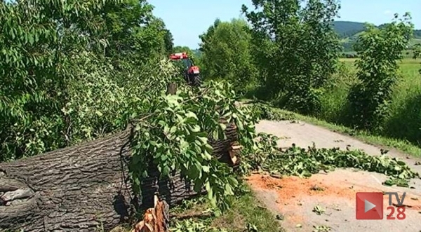 Jodłownik. Wycinają drzewa przy "kasztanowej drodze"