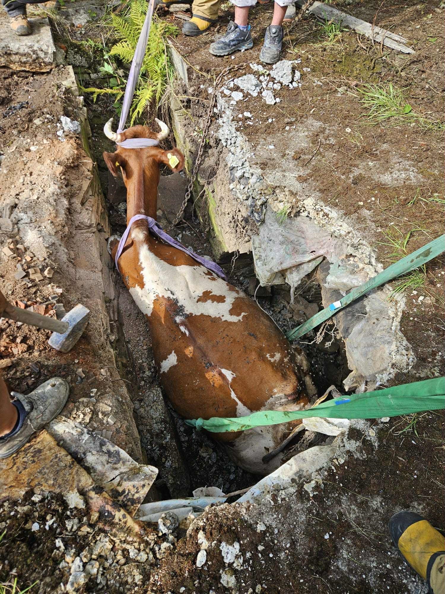 Nietypowa akcja strażaków. Krowa weszła w dół po piwnicy