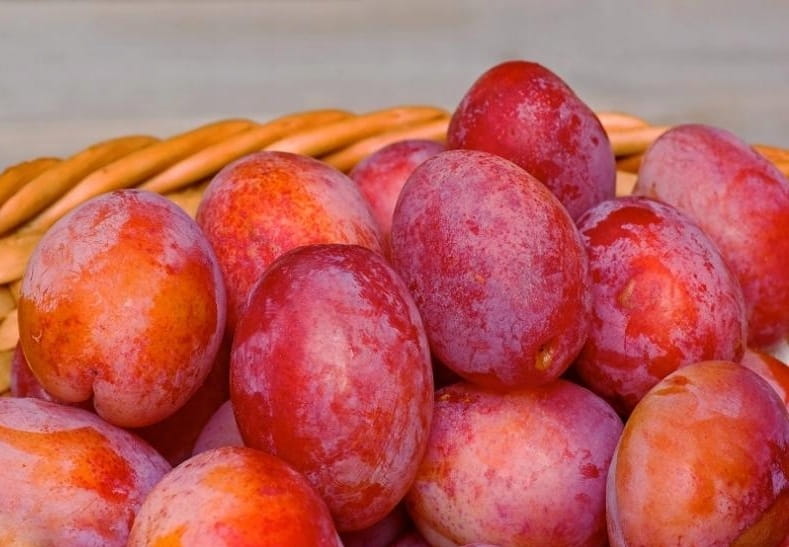 Kiedy sadzić śliwy, aby cieszyć się obfitymi plonami?