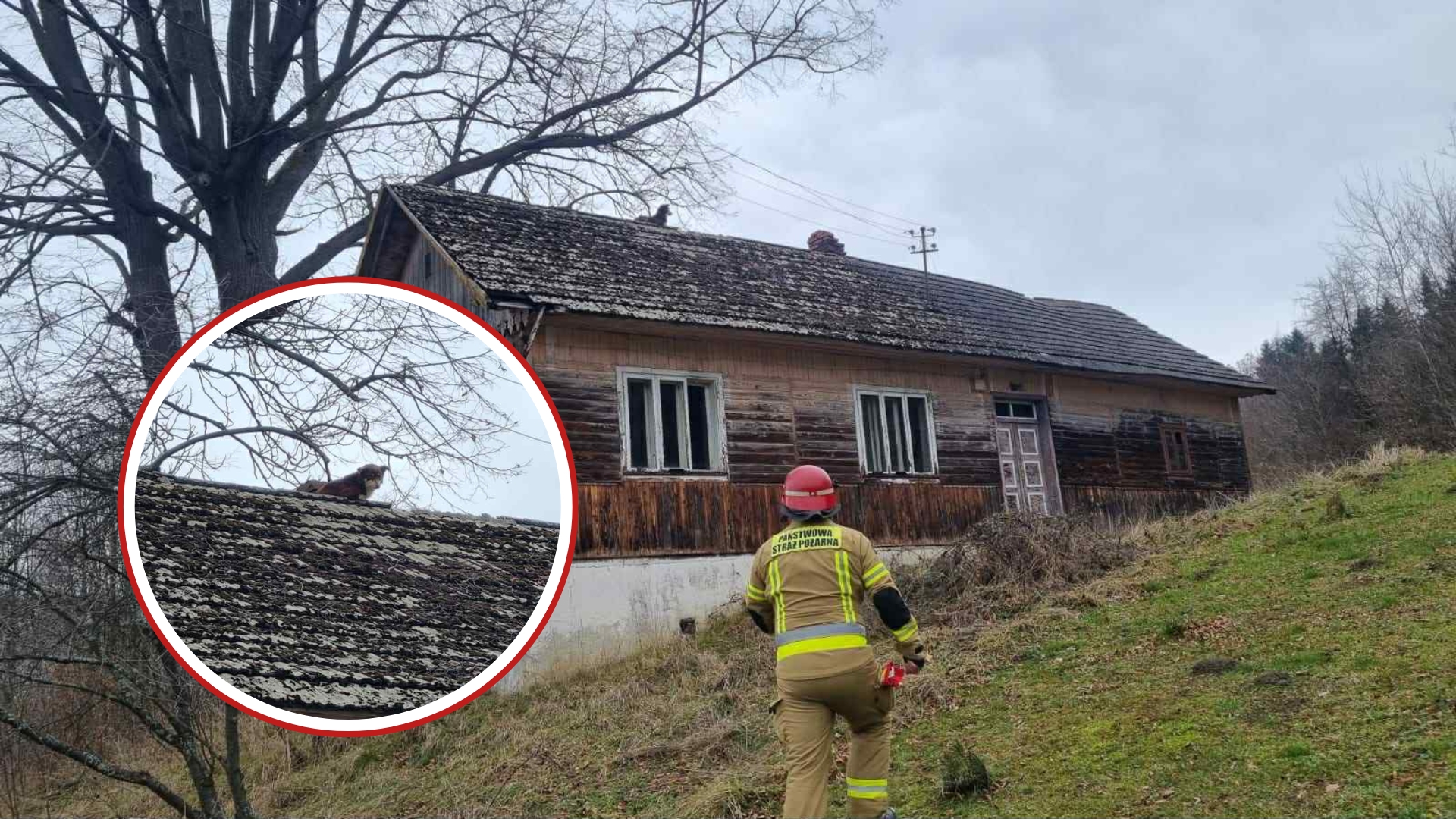 Piekiełko. Strażacy ściągnęli psa z dachu budynku