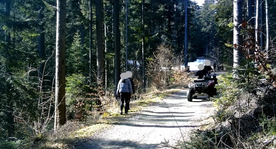 Straż Leśna bezwzględna. Mandat i punkty karne nie tylko za wykroczenia na drodze, ale też w lesie