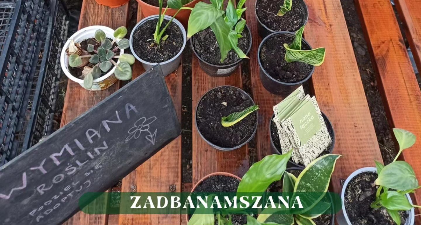 „ZadbanaMszana” organizuje kolejną wymianę roślin