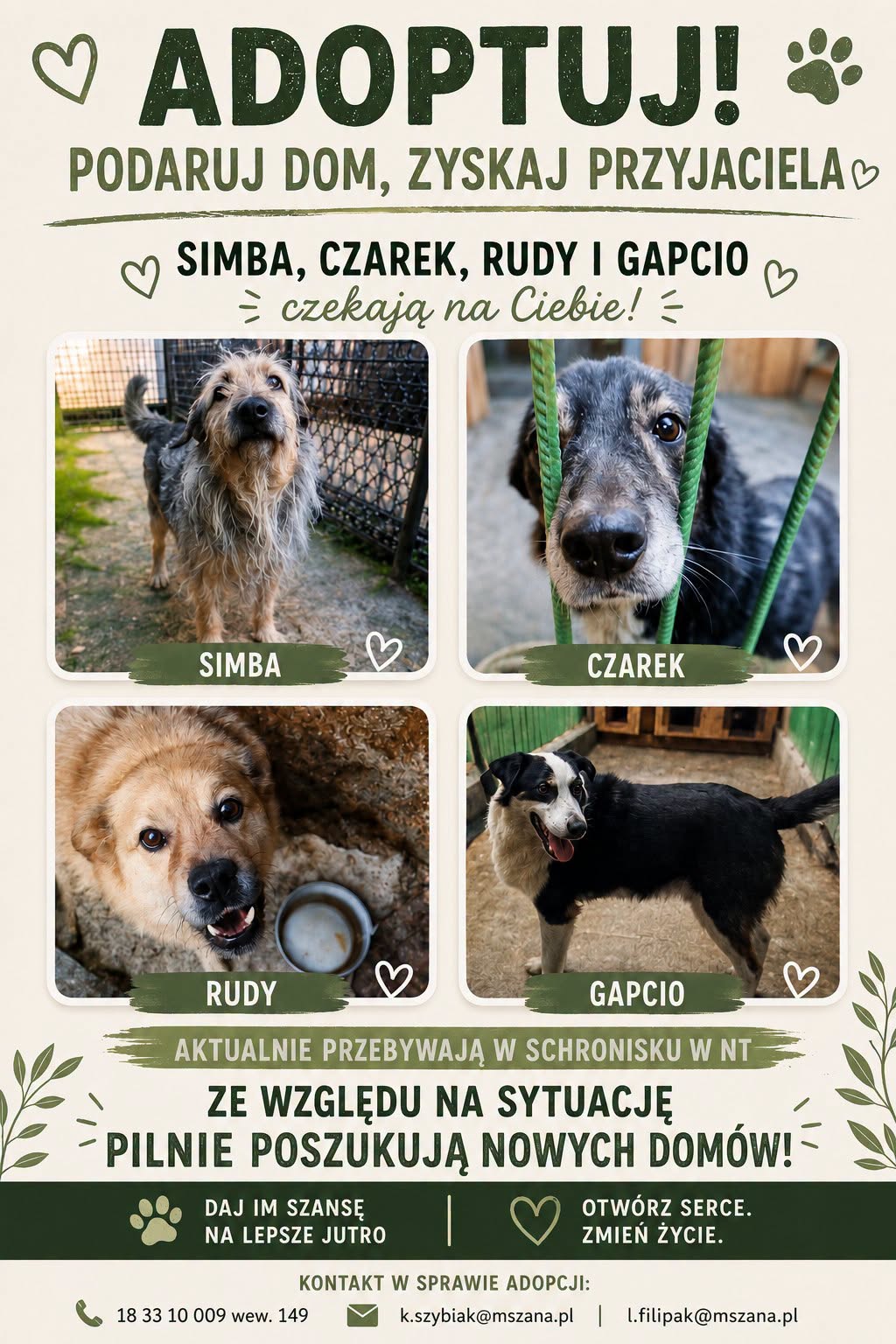 Psy z likwidowanego schroniska w Nowym Targu czekają na nowe domy