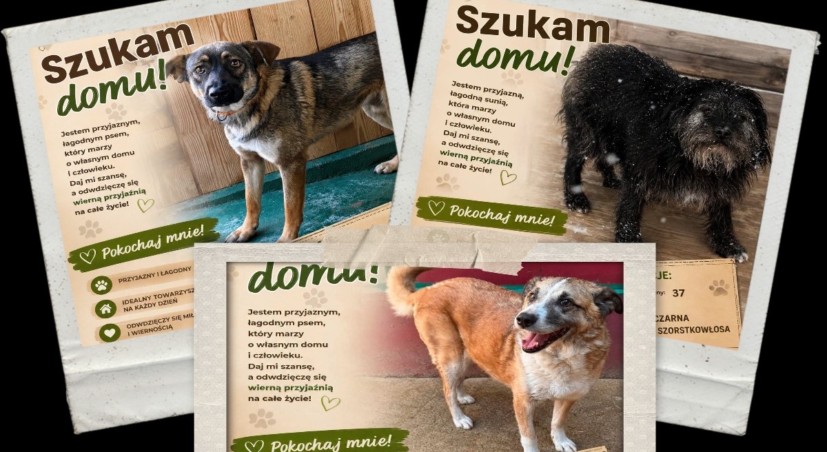 Urząd Gminy Niedźwiedź prosi pomoc w znalezieniu domów dla piesków ze schroniska